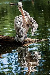 策略新游《战争医院》发布预告 明年年末上线各大平台